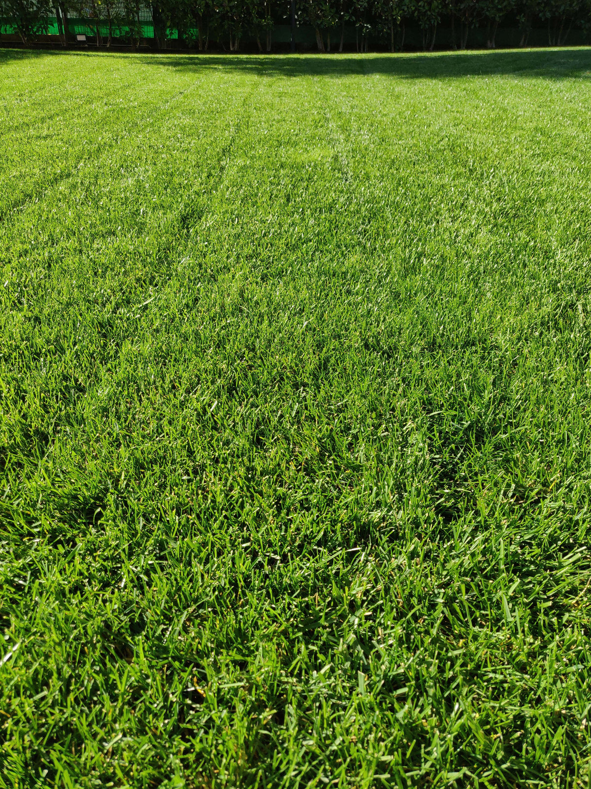 Maciste - Lawn Seed - Ideal for Arid Areas - 1 Kg Bottos