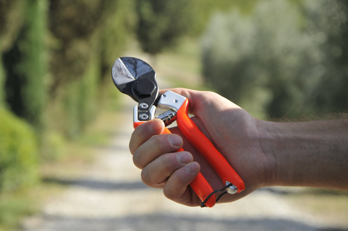 CASTELLARI Forbici Potatura Professionali B12 | Doppia Lama | Acciaio Alto Carbonio | Intercambiabile | Universale