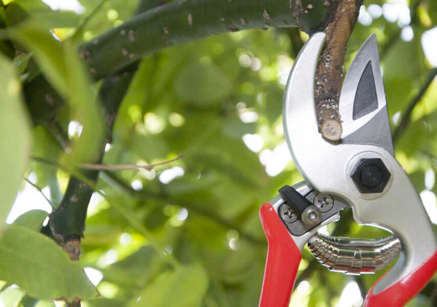MINI - CASTELLARI professional pruning shears