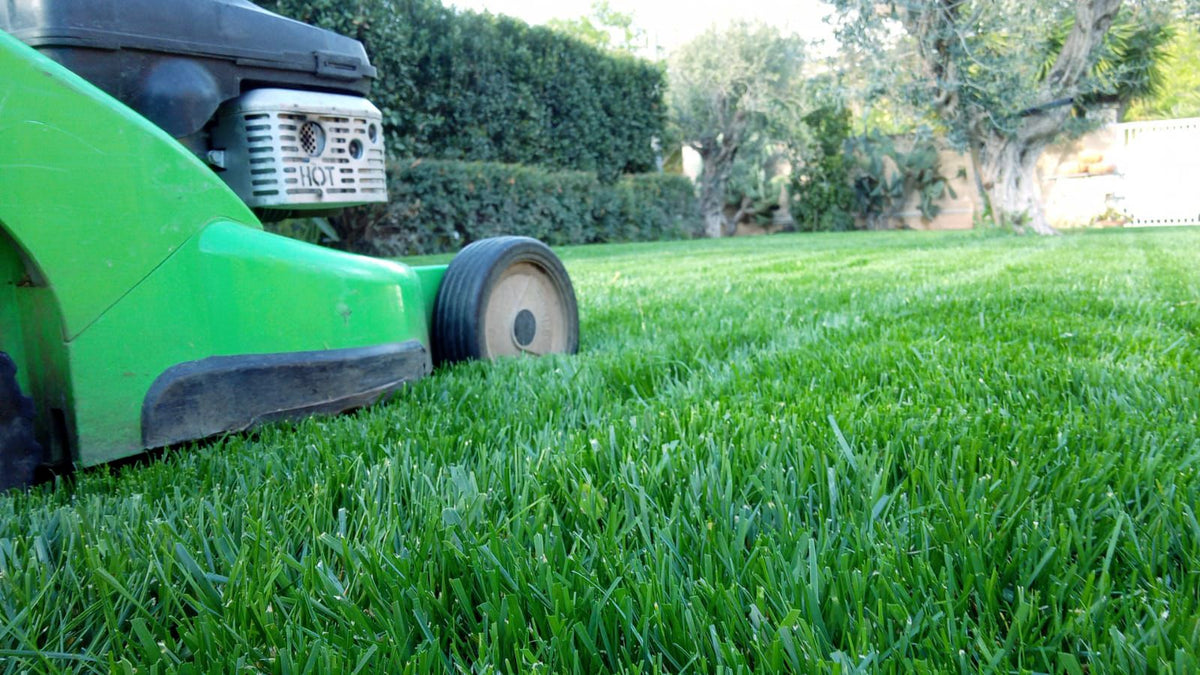 Maciste - Lawn Seed - Ideal for Arid Areas - 1 Kg Bottos