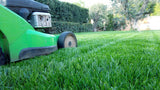 Maciste - Lawn Seed - Ideal for Arid Areas - 1 Kg Bottos