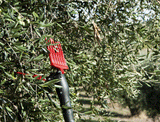 CASTELLARI - Abbacchiatore Olive Elettrico OLIVANCE EP L V2 | Asta 2-3m | 12V 60-80W | Pettini Tecnopolimero | Cavo 15m