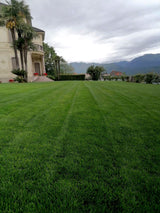 Maciste - Lawn Seed - Ideal for Arid Areas - 1 Kg Bottos